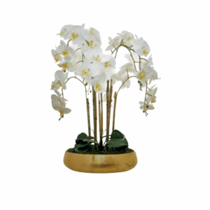 Orchidée blanche villa gold 45